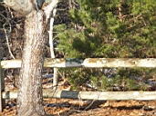 05_12_10_There's a bird in there somewhere.JPG